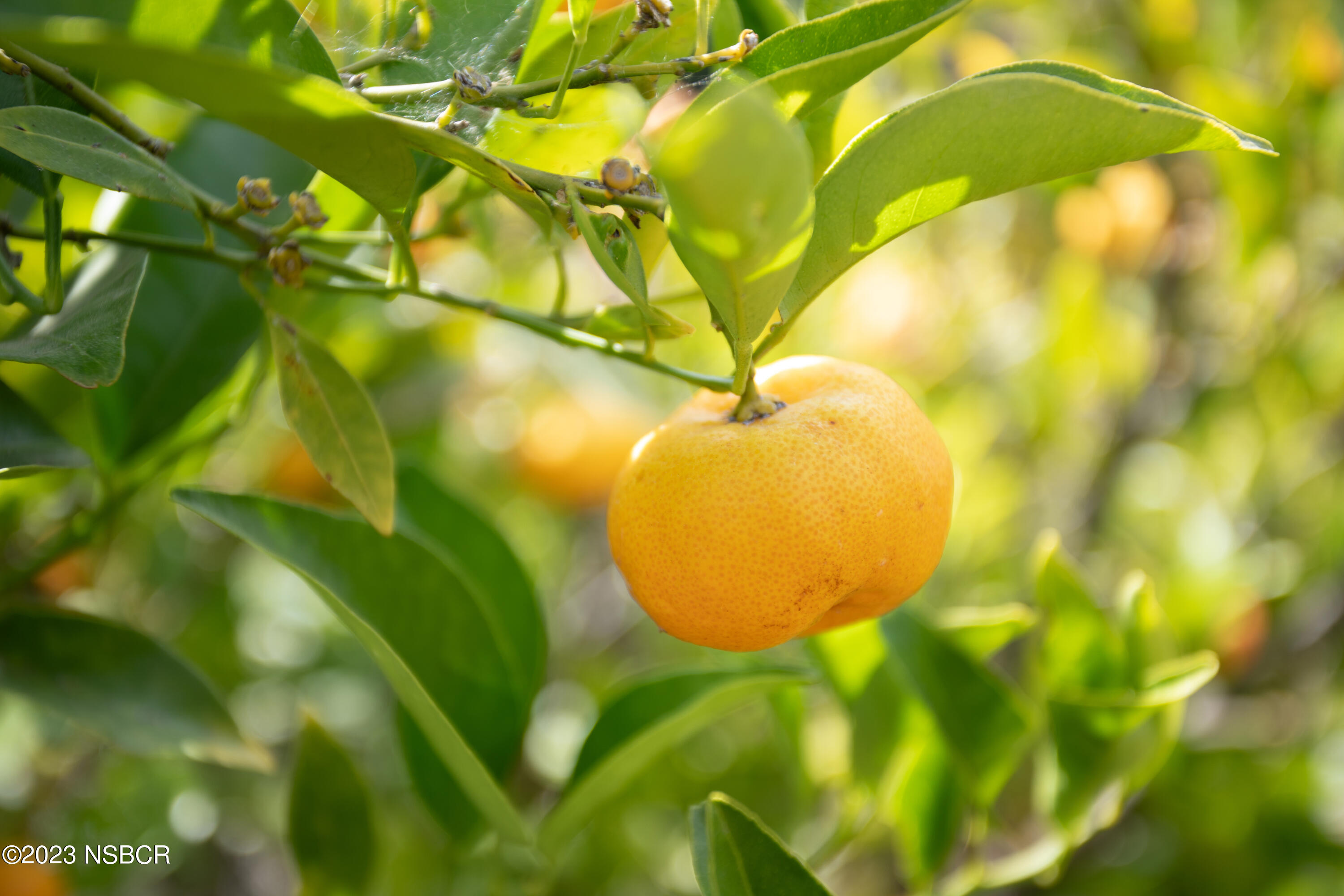 303 North Third Street Lompoc, CA 93436 - Photo 30 of 31 a view of a tree
