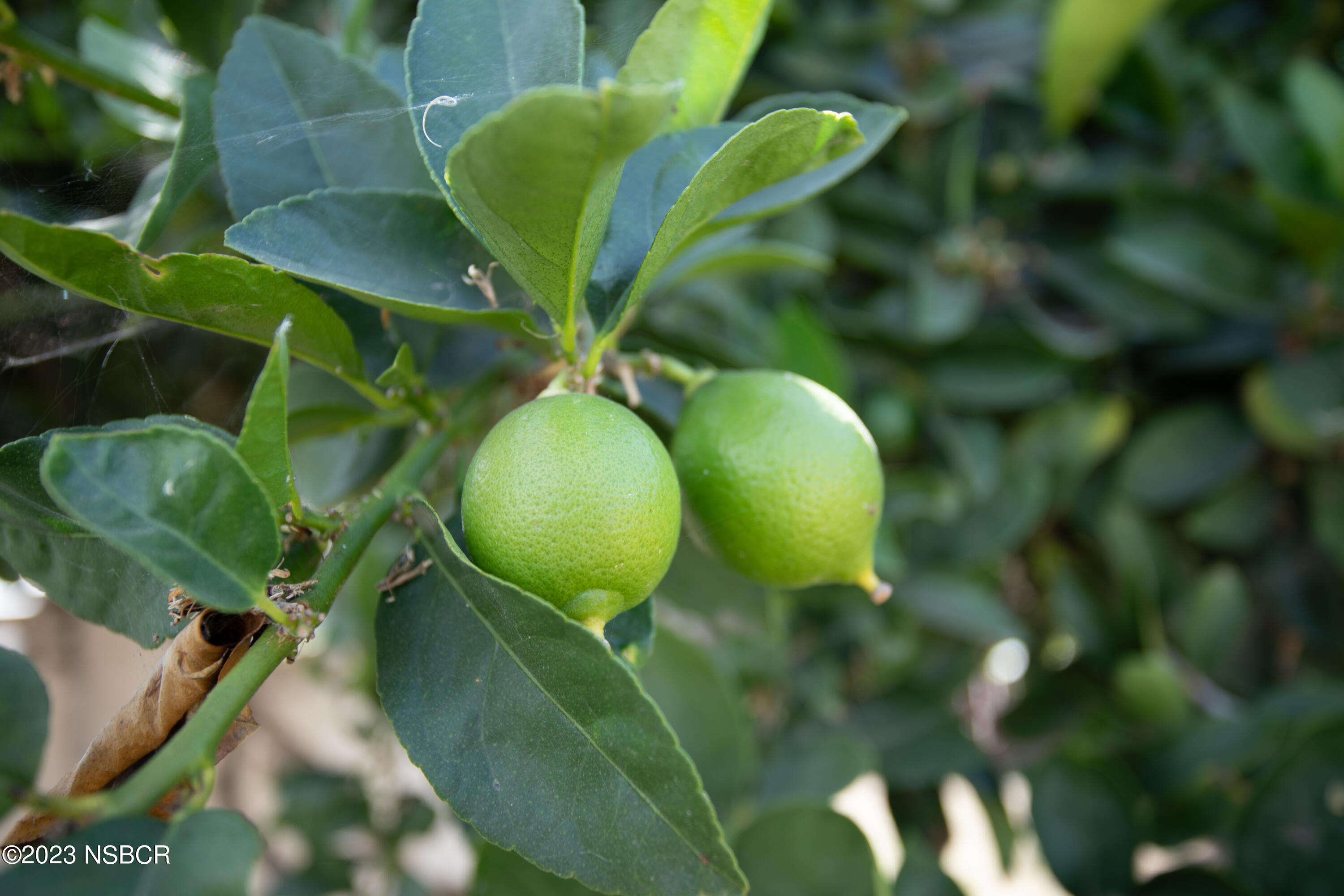 303 North Third Street Lompoc, CA 93436 - Photo 31 of 31 a view of plant