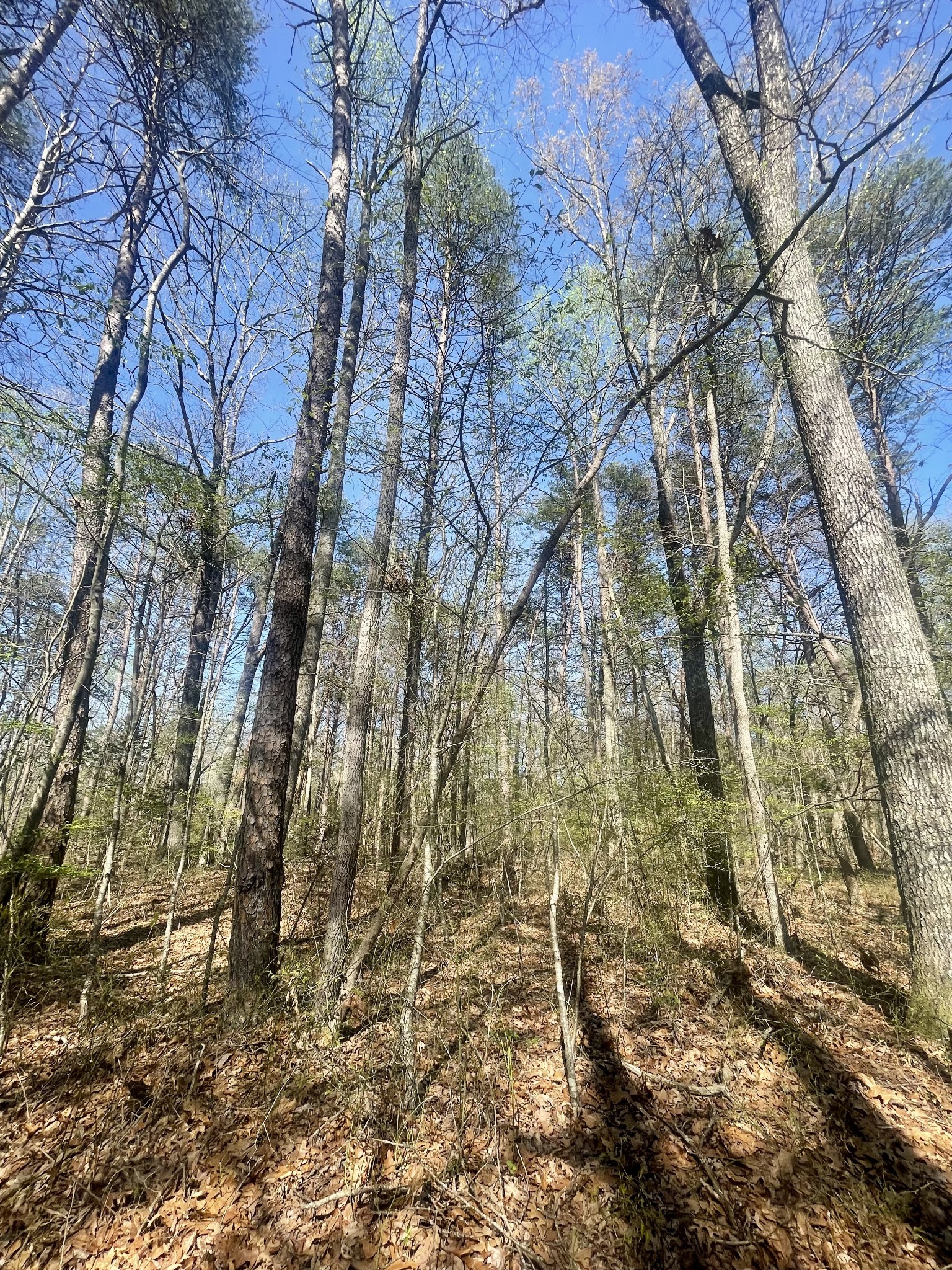 0 Jump Off Mountain Road Sewanee, TN 37375 - Photo 12 of 14 Gallery Image 12
