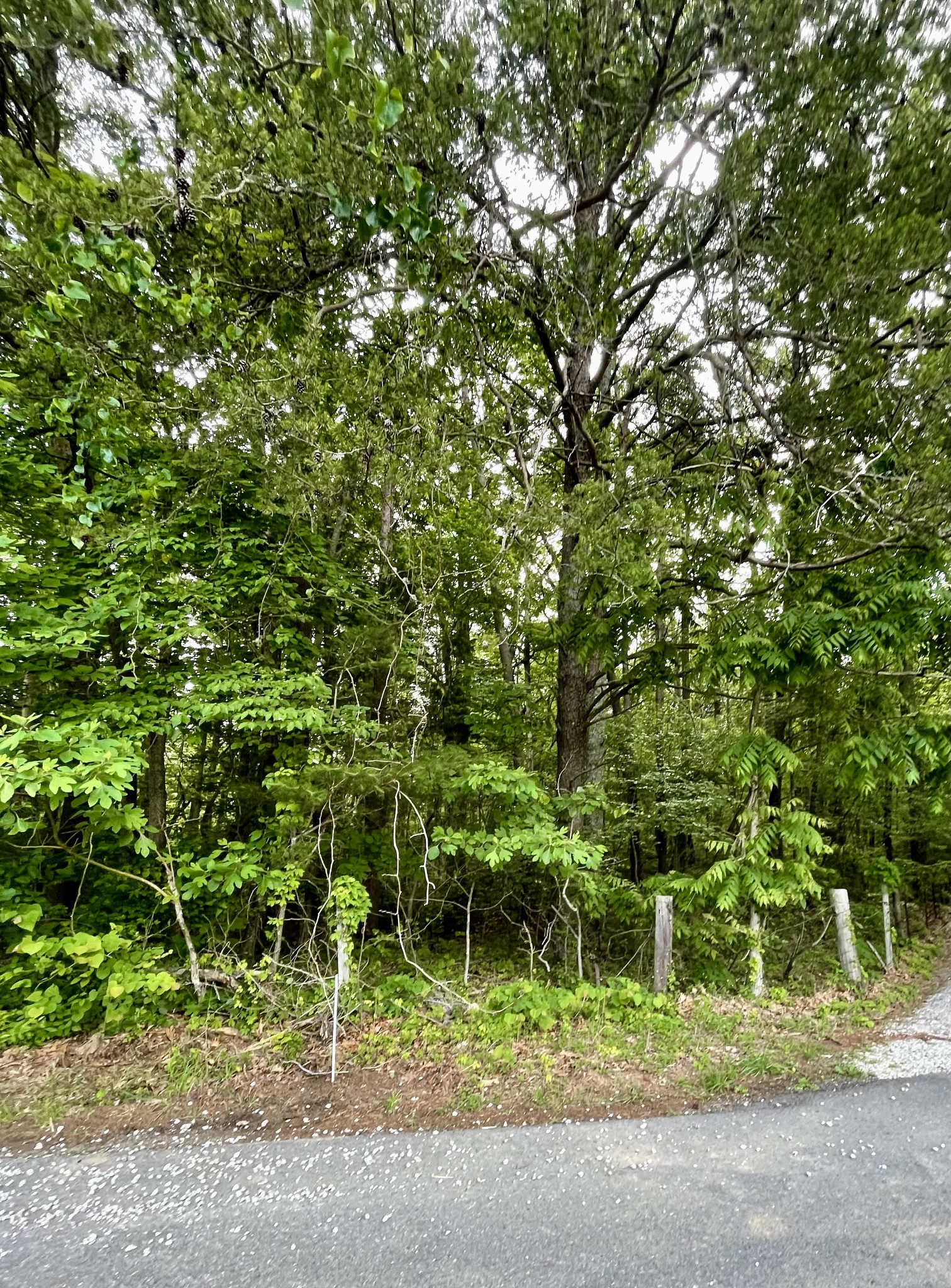 0 Jump Off Mountain Road Sewanee, TN 37375 - Photo 3 of 14 Gallery Image 3