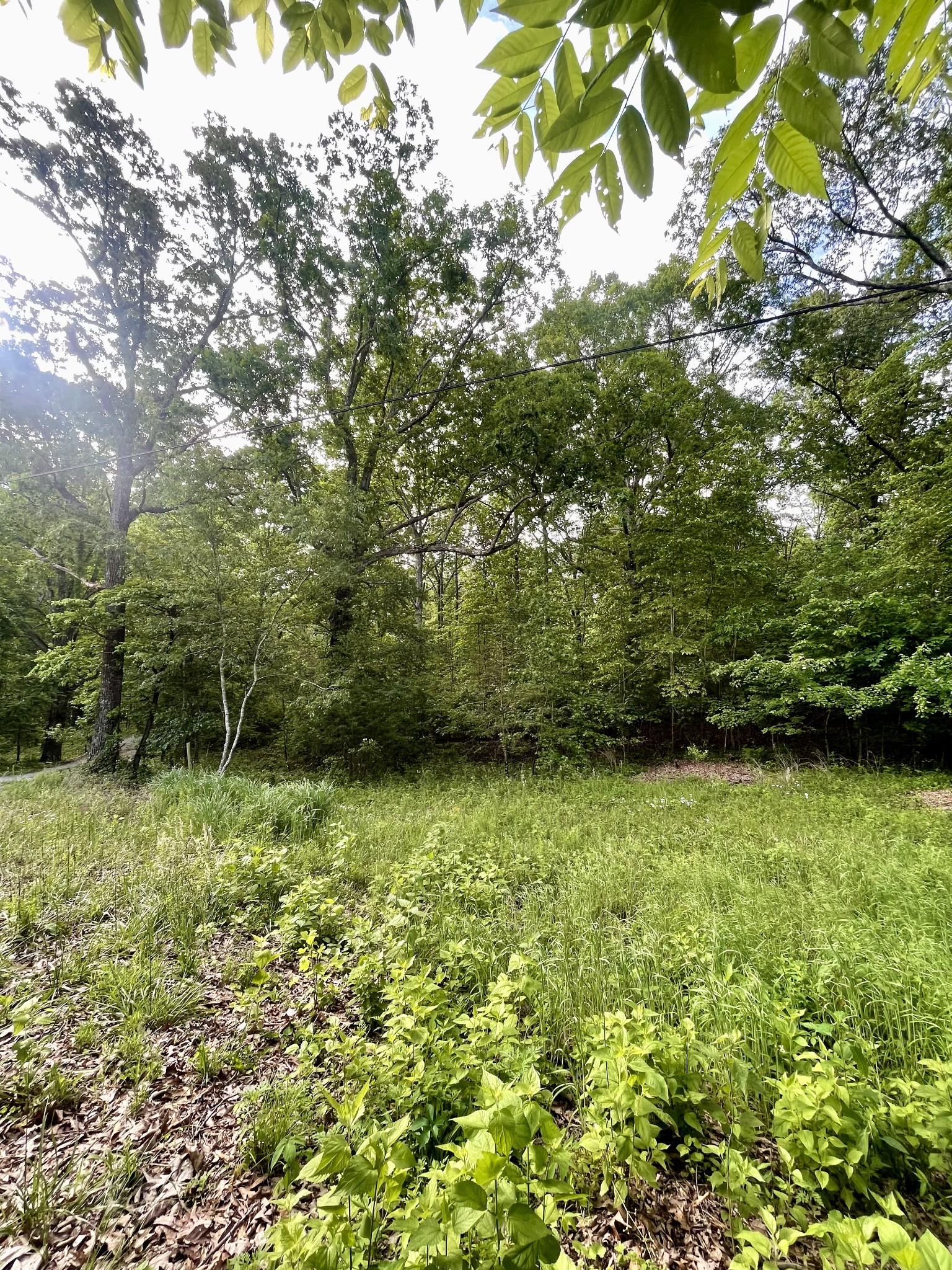 0 Jump Off Mountain Road Sewanee, TN 37375 - Photo 6 of 14 Gallery Image 6