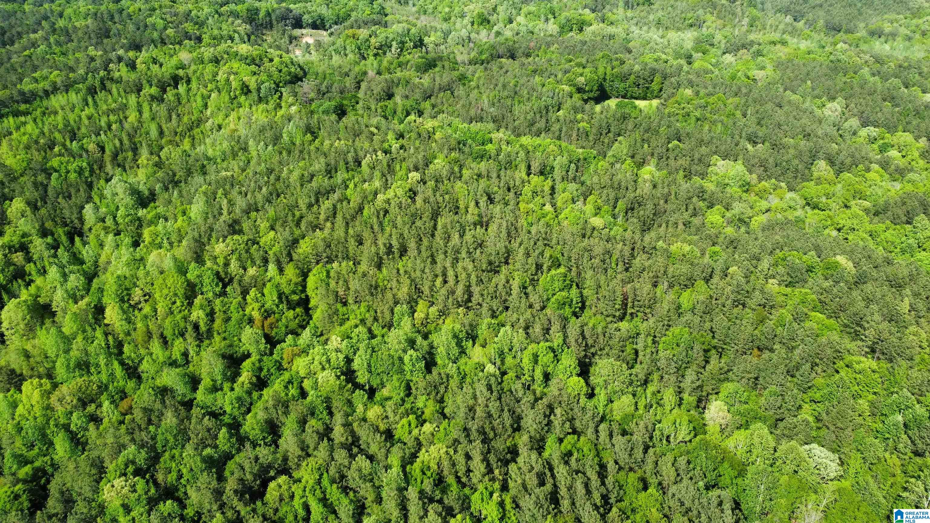 0 County Road 44 Linden, AL 36748 - Photo 7 of 48