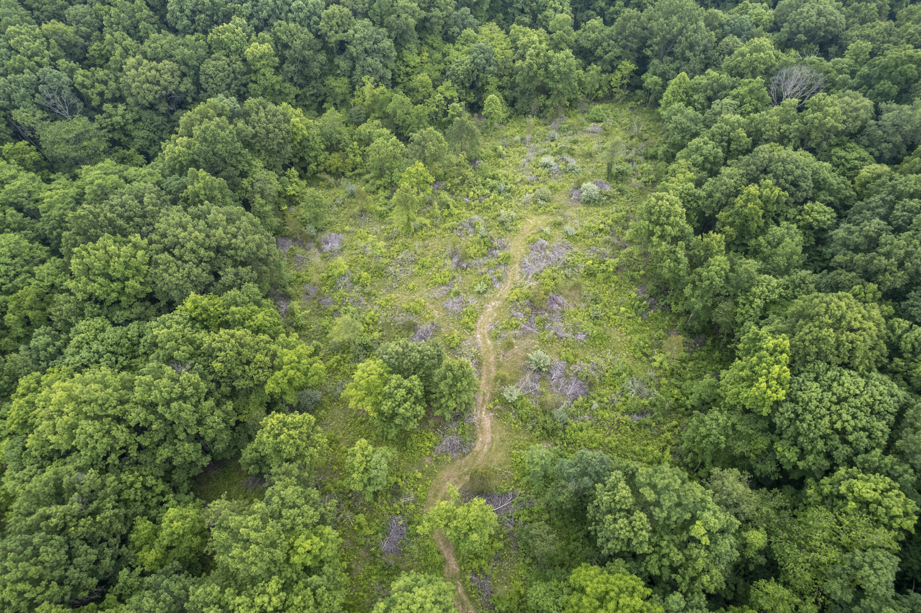1100 Fairview Road Williamstown, KY 41097 - Photo 57 of 74 Falmouth-28