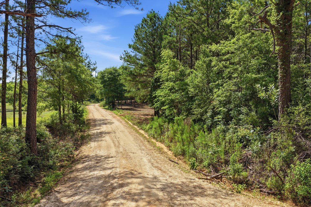 Lot #5 Crosby Clark Road Opp, AL 36467 - Photo 6 of 11