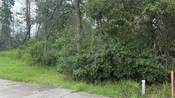 a view of a lush green forest with large trees