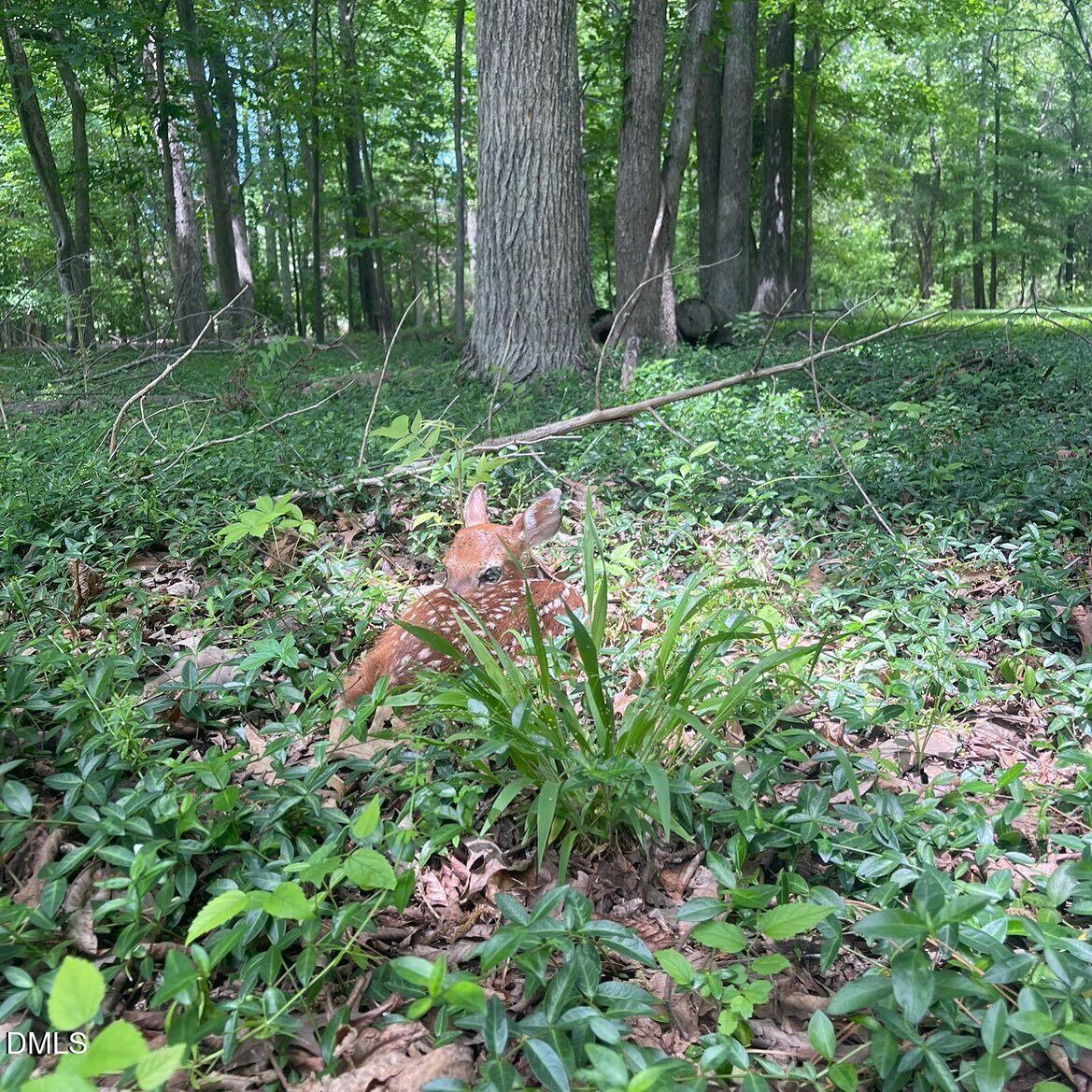 4316 Erwin Road Durham, NC 27705 - Photo 47 of 83 fawn