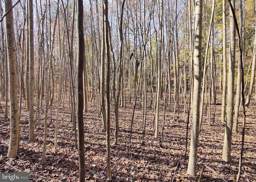 3023 Holt's Drive Dunkirk, MD 20754 - Photo 2 of 2 a bathroom with a shower curtain