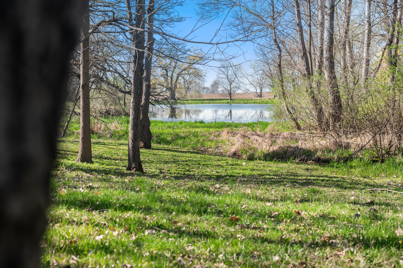 1017 Fisk Road Compton, IL 61318 - Photo 50 of 60 a view of a yard with a bench in the background