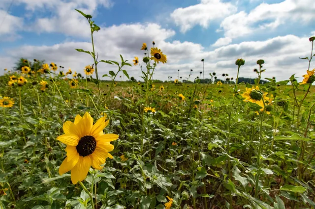 a view of a field with an ocean view
