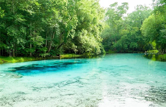 a view of a park with a tree in the background