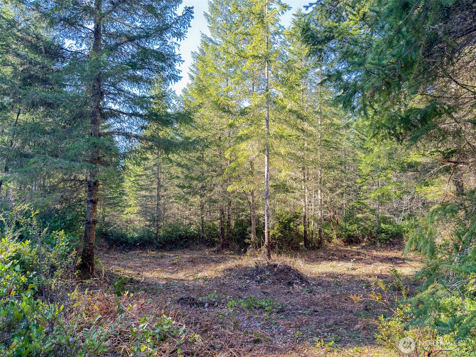 222 X Octopus Court Quilcene, WA 98376 - Photo 1 of 22 a view of outdoor space and trees