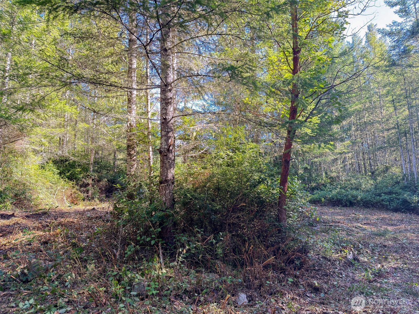 222 X Octopus Court Quilcene, WA 98376 - Photo 11 of 22 a view of a forest with trees