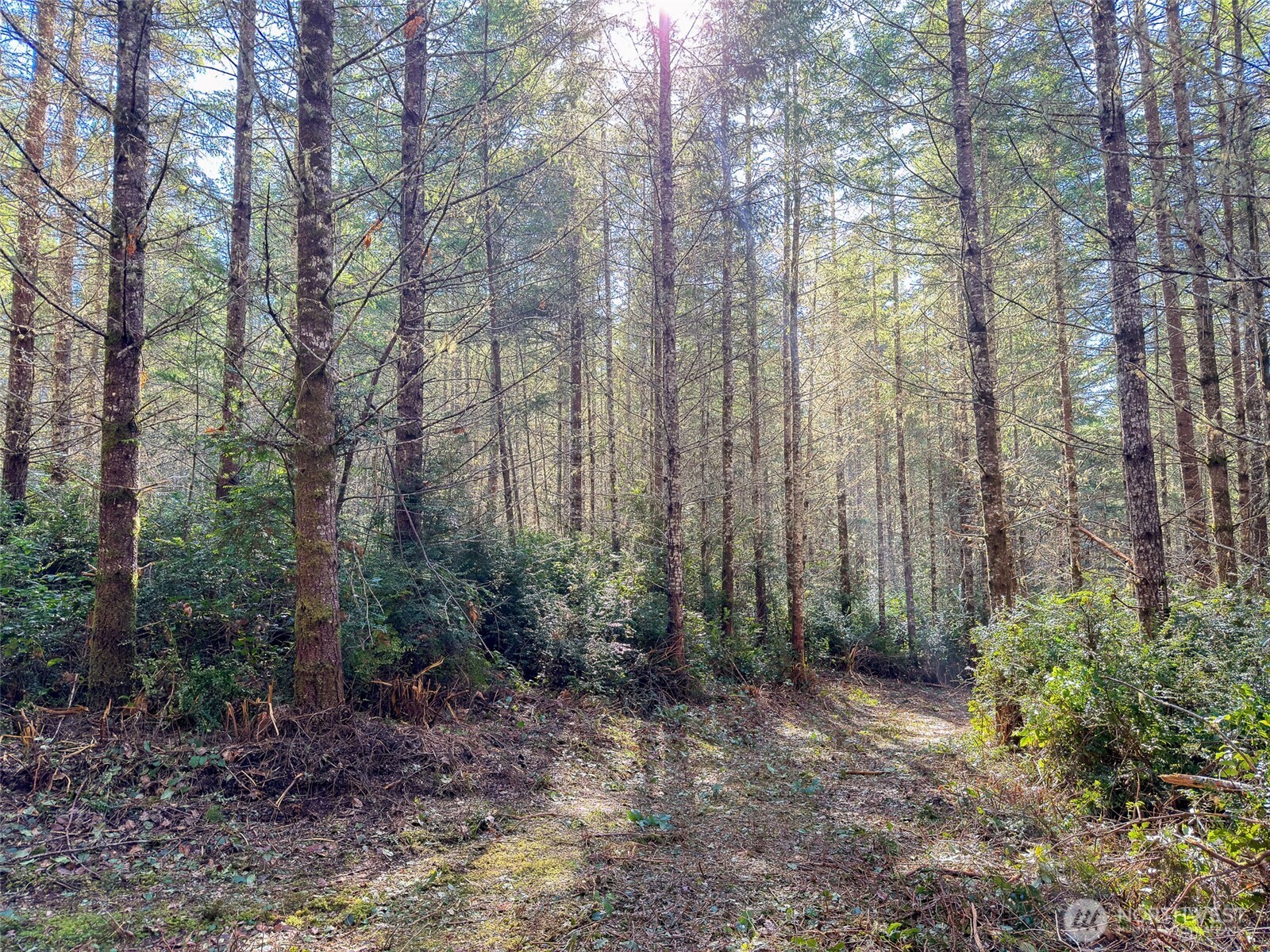 222 X Octopus Court Quilcene, WA 98376 - Photo 12 of 22 a view of a garden with large trees