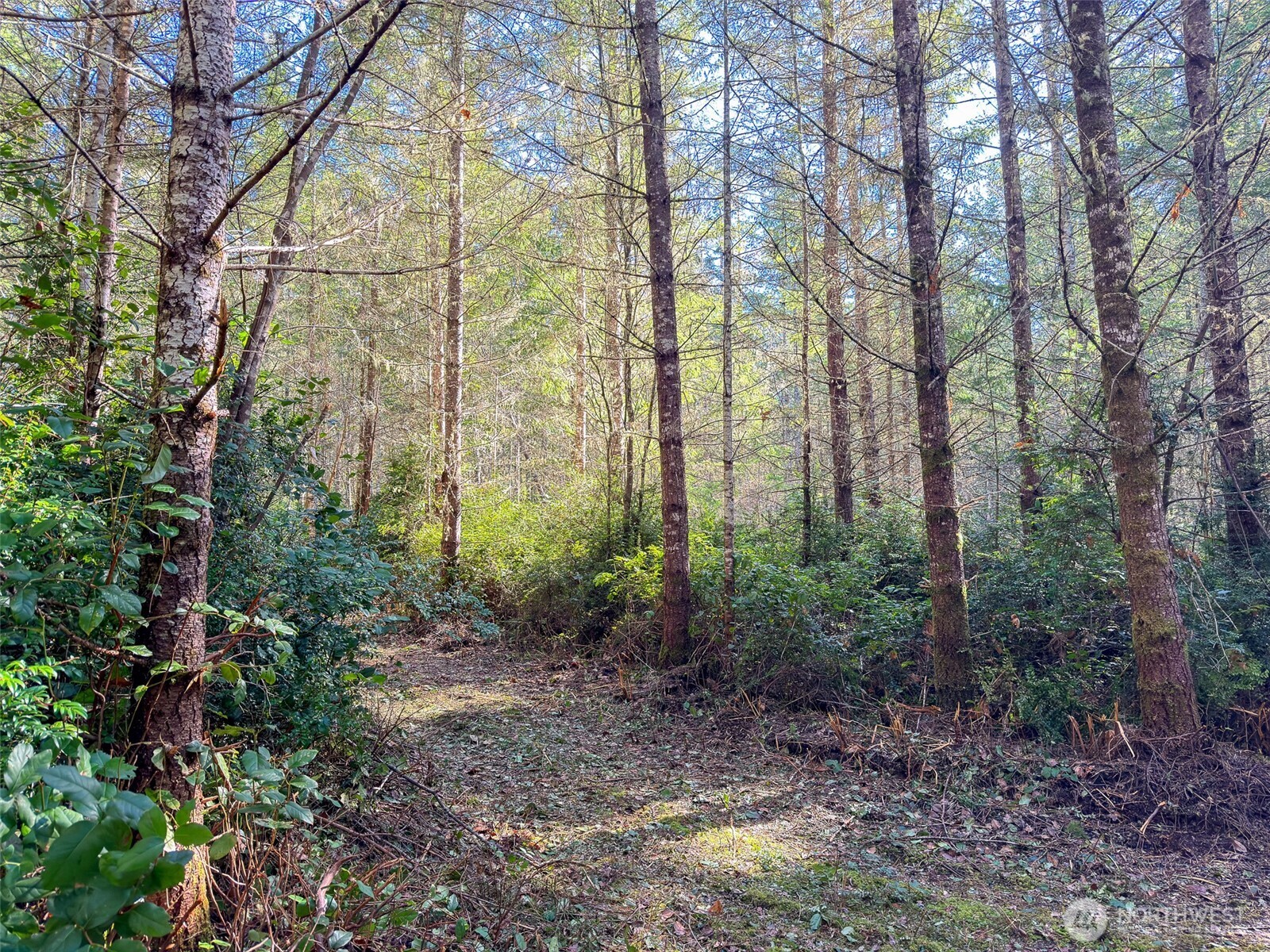 222 X Octopus Court Quilcene, WA 98376 - Photo 13 of 22 a view of a yard with plants and large trees