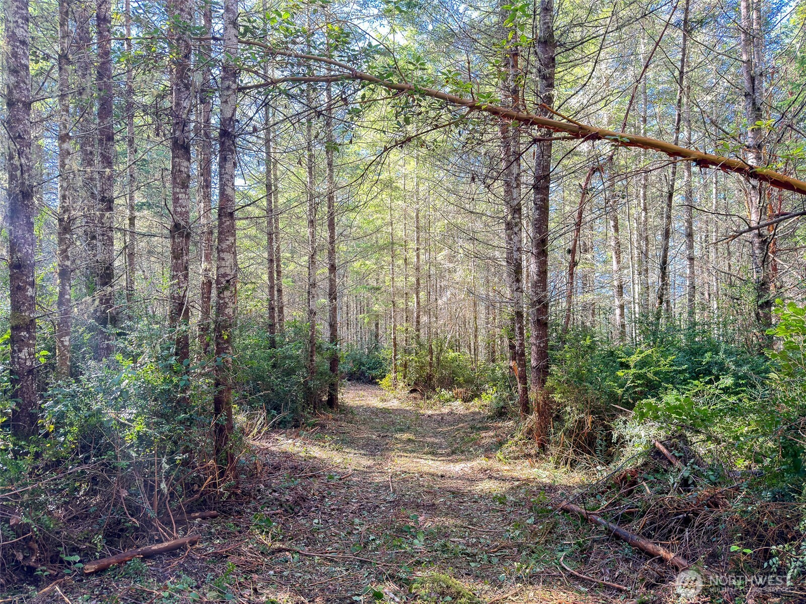 222 X Octopus Court Quilcene, WA 98376 - Photo 14 of 22 a view of forest