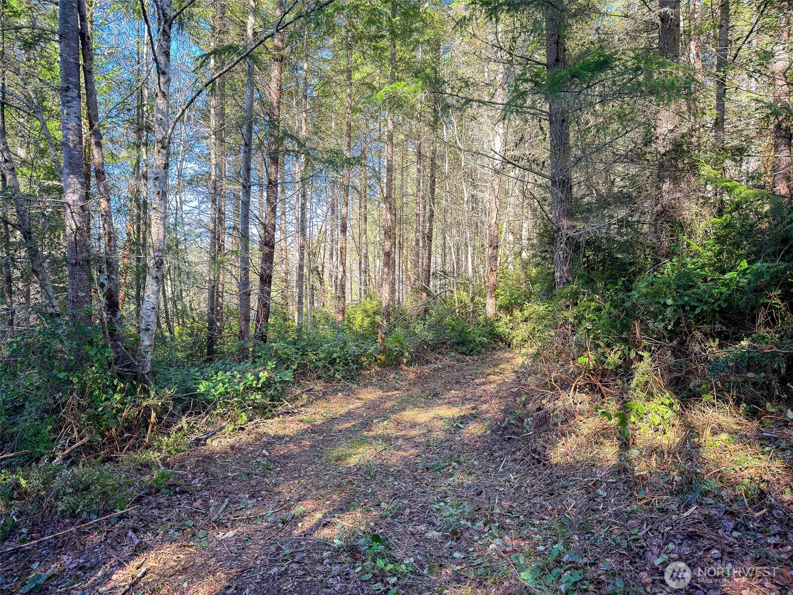 222 X Octopus Court Quilcene, WA 98376 - Photo 17 of 22 a view of a yard with large trees
