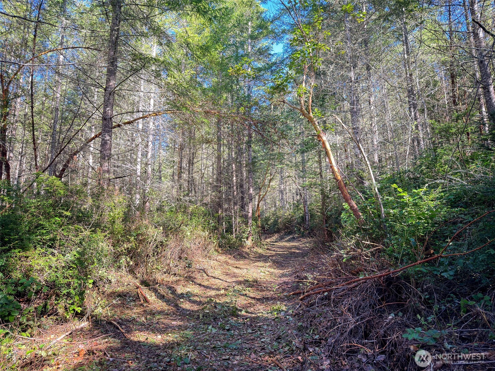 222 X Octopus Court Quilcene, WA 98376 - Photo 18 of 22 a view of outdoor space and trees