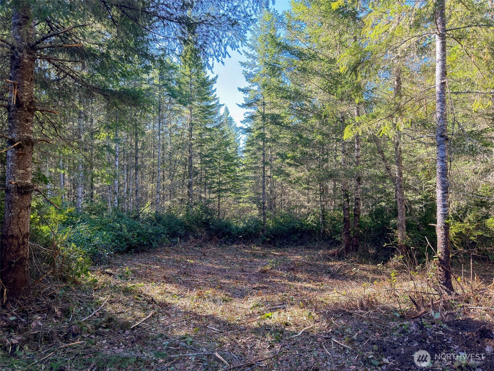 222 X Octopus Court Quilcene, WA 98376 - Photo 2 of 22 a view of a forest with trees in the background