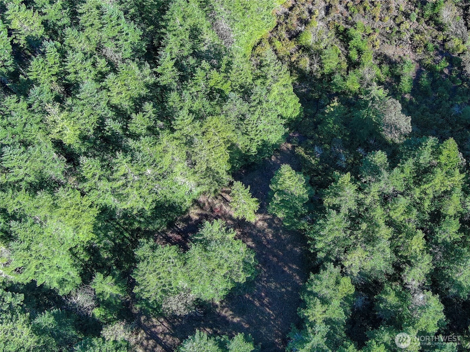 222 X Octopus Court Quilcene, WA 98376 - Photo 21 of 22 an aerial view of a forest with houses