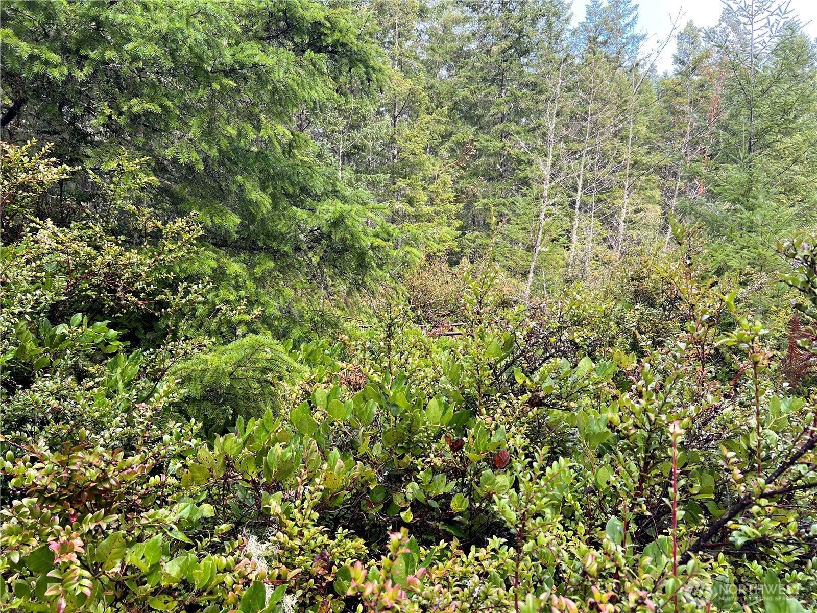 222 X Octopus Court Quilcene, WA 98376 - Photo 3 of 22 a view of a lush green field
