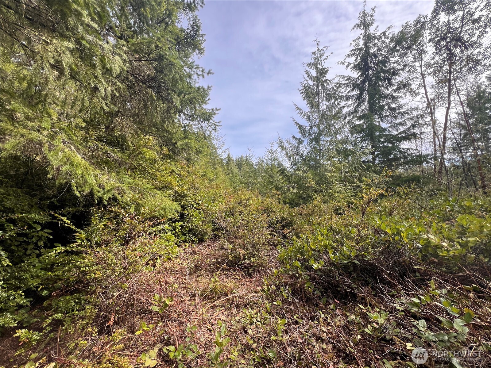 222 X Octopus Court Quilcene, WA 98376 - Photo 4 of 22 a view of a forest with a tree
