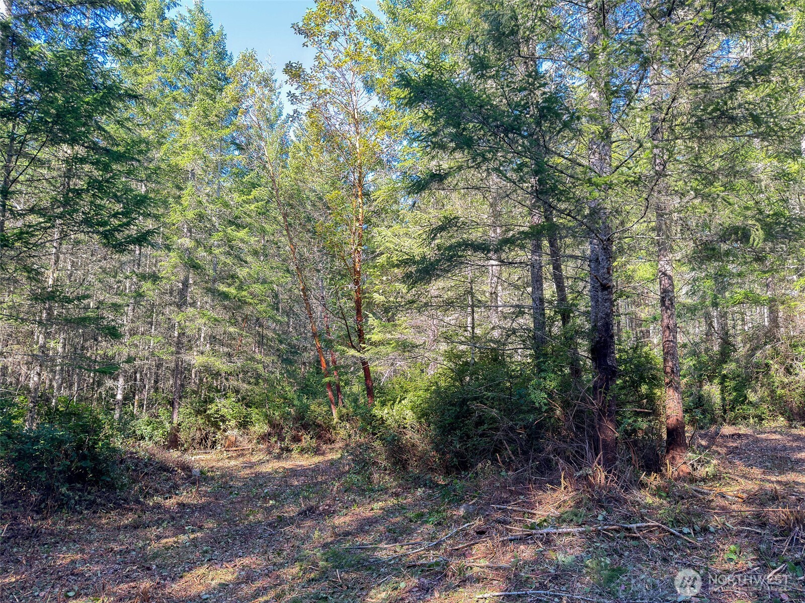 222 X Octopus Court Quilcene, WA 98376 - Photo 5 of 22 a big yard with lots of green space and fog