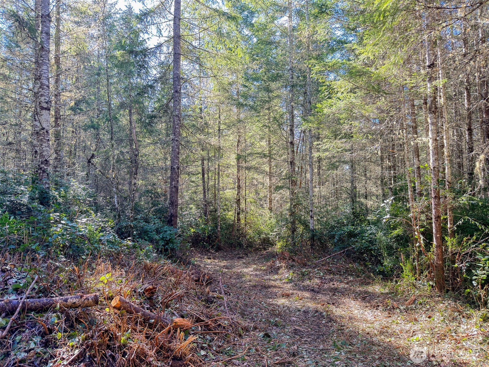 222 X Octopus Court Quilcene, WA 98376 - Photo 10 of 22 a view of a forest with lots of trees