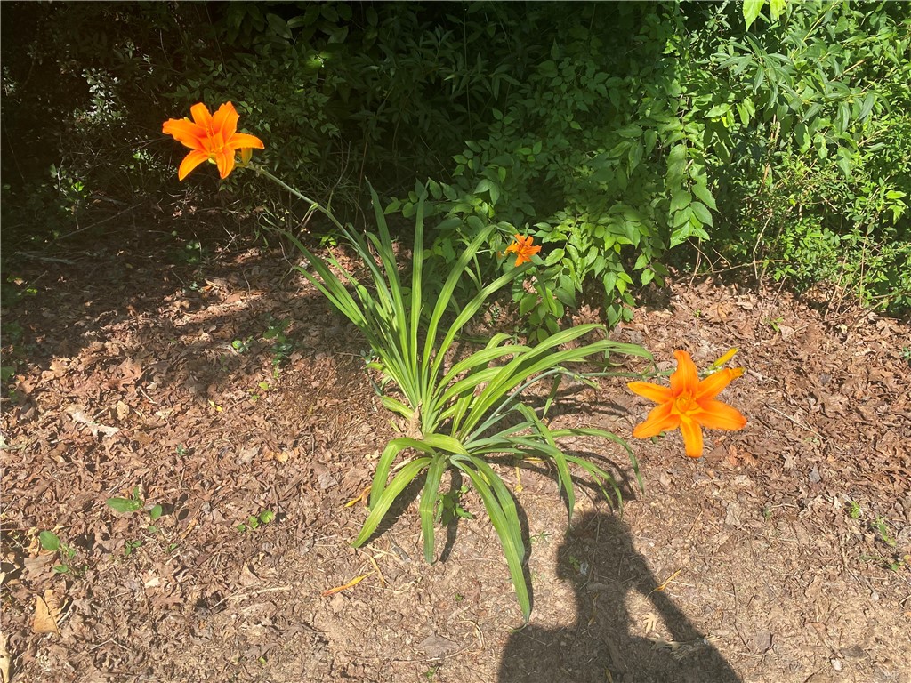 252 Riggs Drive Clemson, SC 29631 - Photo 46 of 50