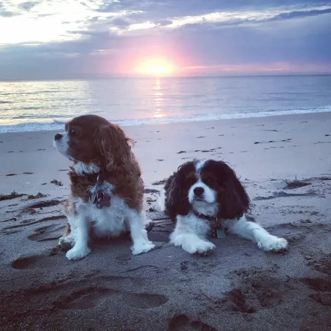 $11,500 | 3421 South Ocean Boulevard, Unit 1, Highland Beach, FL 33487