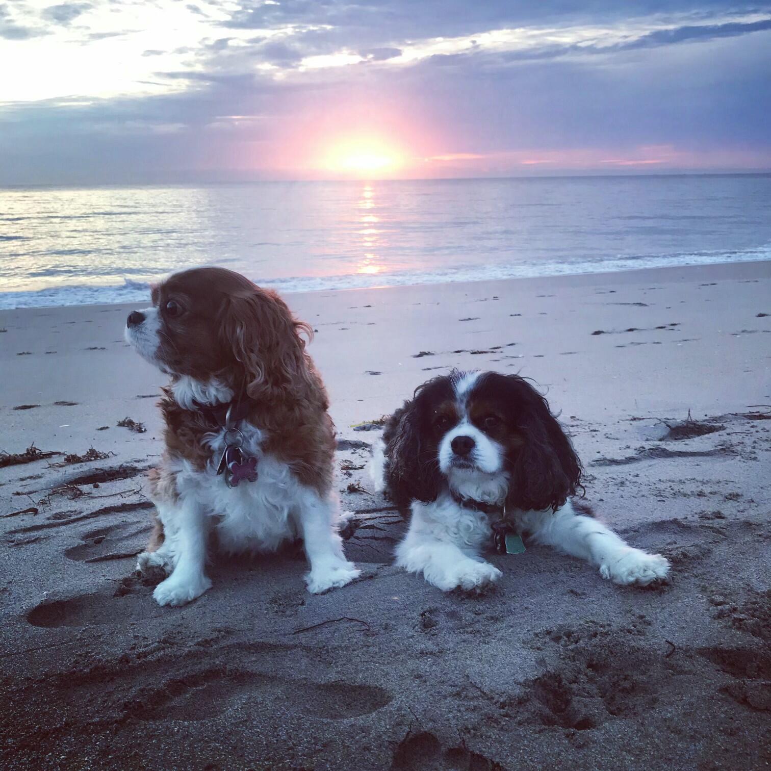 3421 South Ocean Boulevard, Unit 1 Highland Beach, FL 33487 - Photo 40 of 42 5F0FB037-415F-4834-A071-63AB37E6BA4F