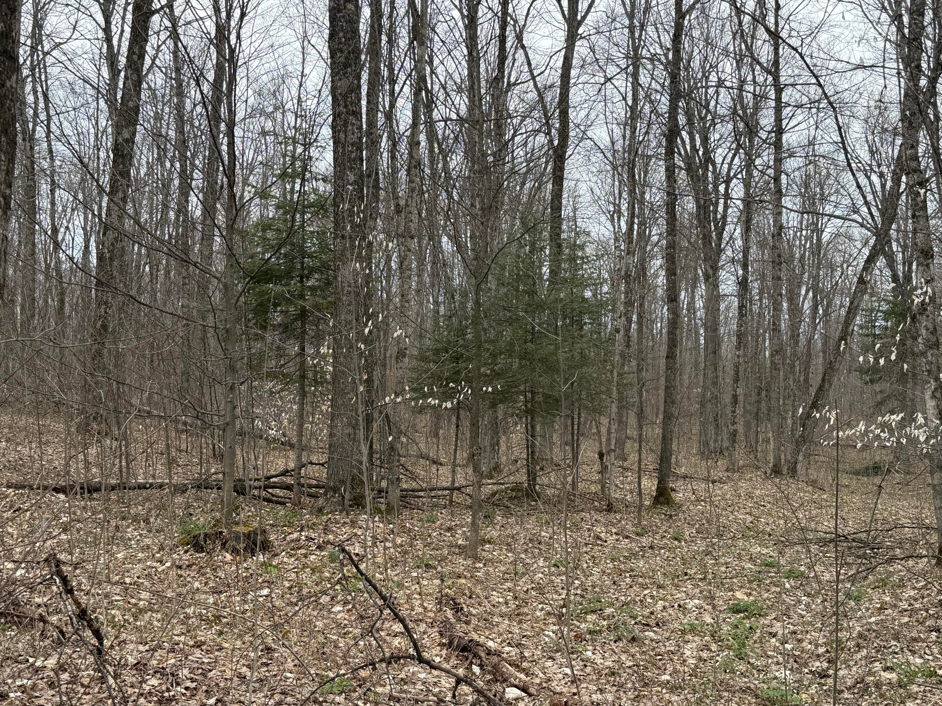 Tbd West Poglese Road Hessel, MI 49745 - Photo 2 of 5 Gallery Image 2