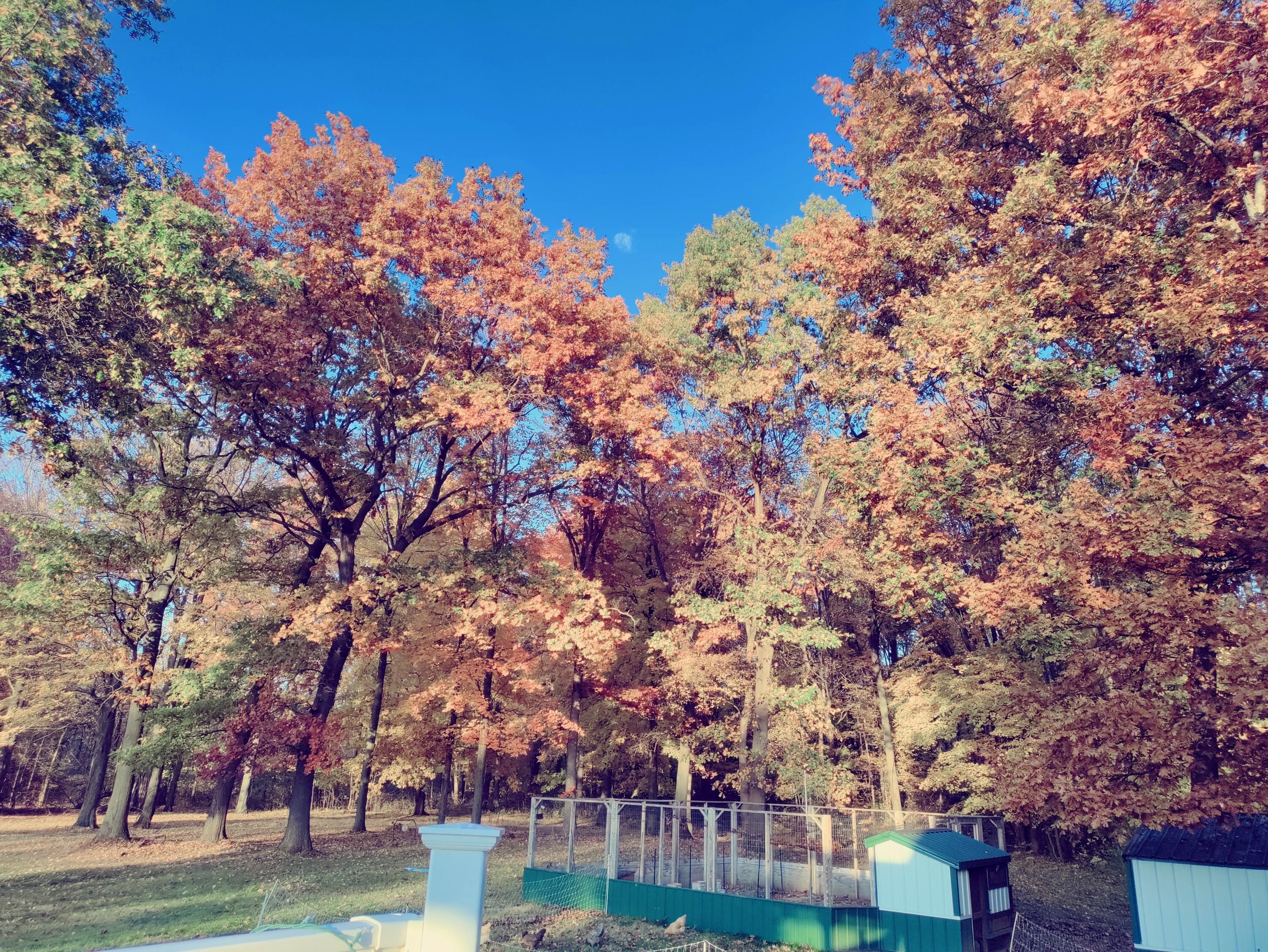 30170 Beeson Street Dowagiac, MI 49047 - Photo 33 of 60 IMG_20221023_180721