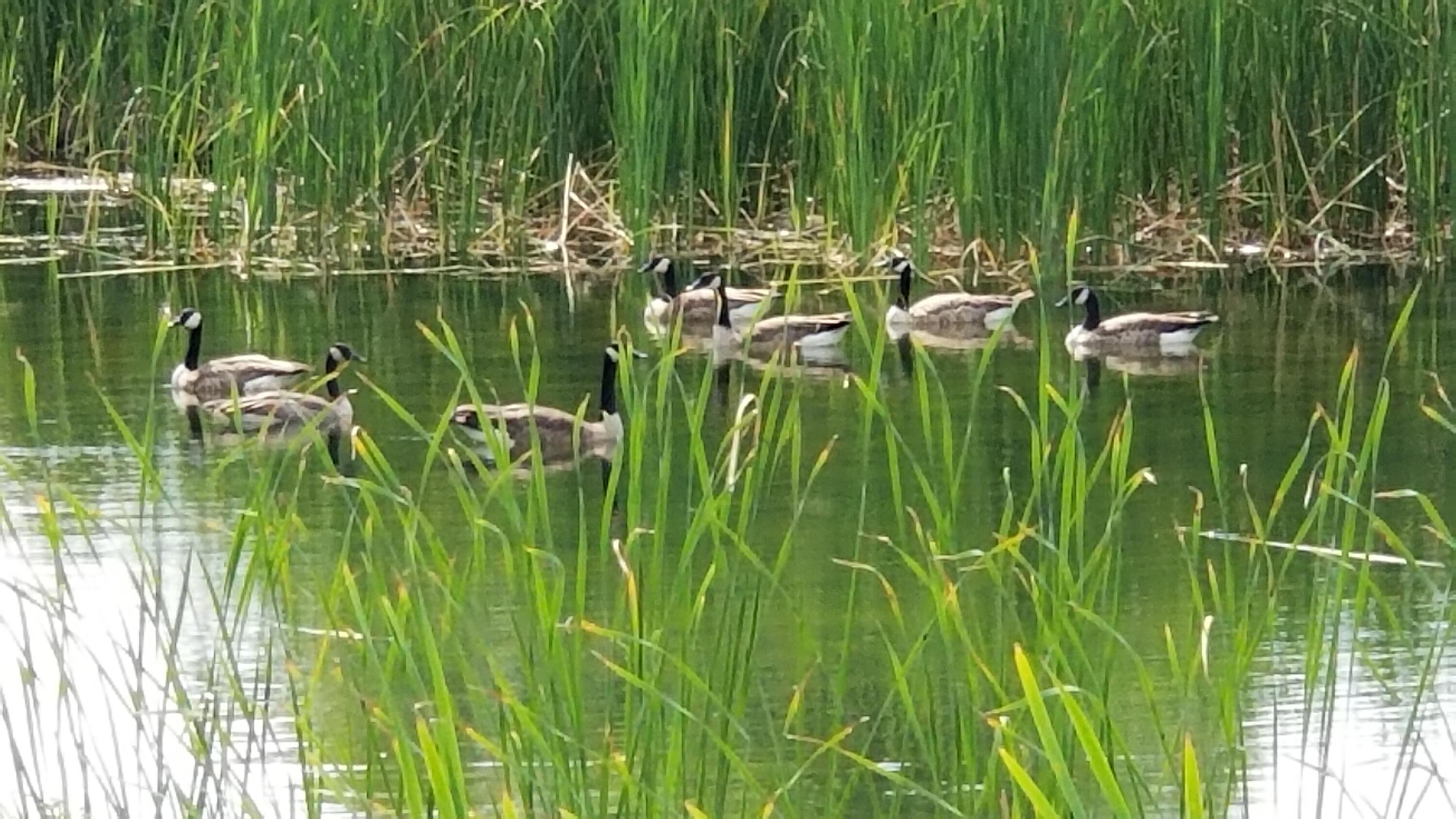 30170 Beeson Street Dowagiac, MI 49047 - Photo 38 of 60 20190726_162611