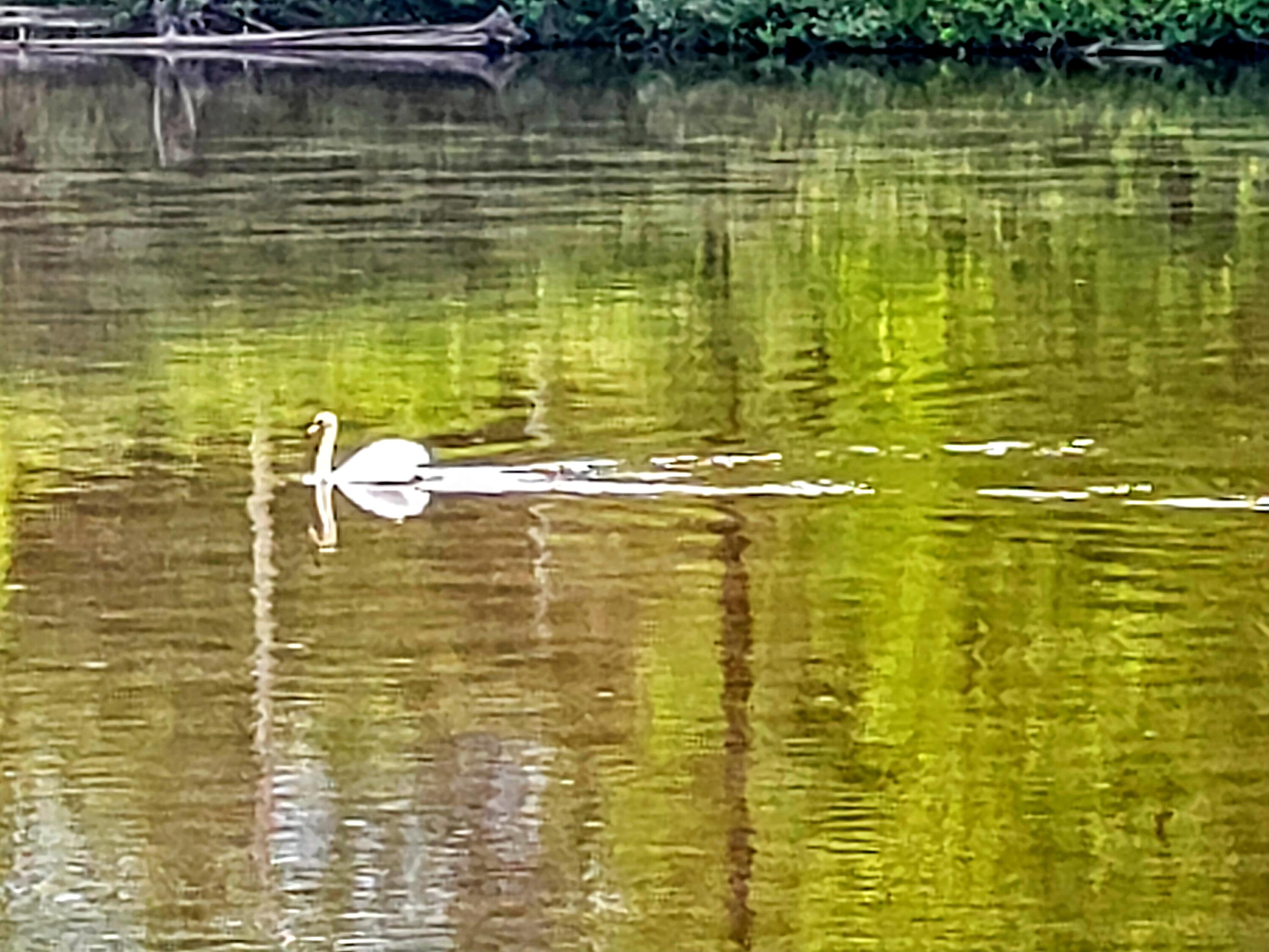 30170 Beeson Street Dowagiac, MI 49047 - Photo 39 of 60 IMG_20220528_191812~2