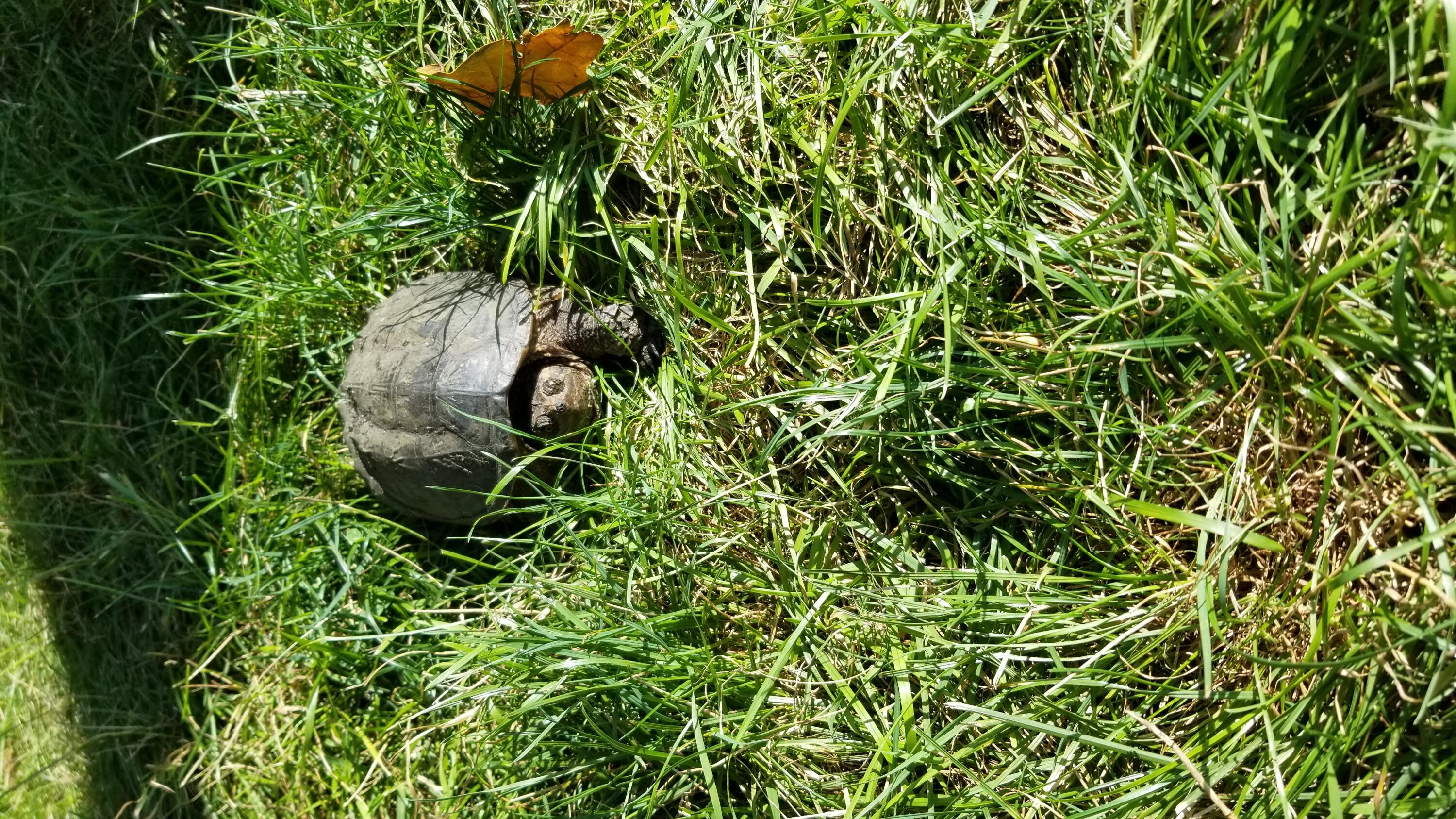 30170 Beeson Street Dowagiac, MI 49047 - Photo 41 of 60 20200829_171215