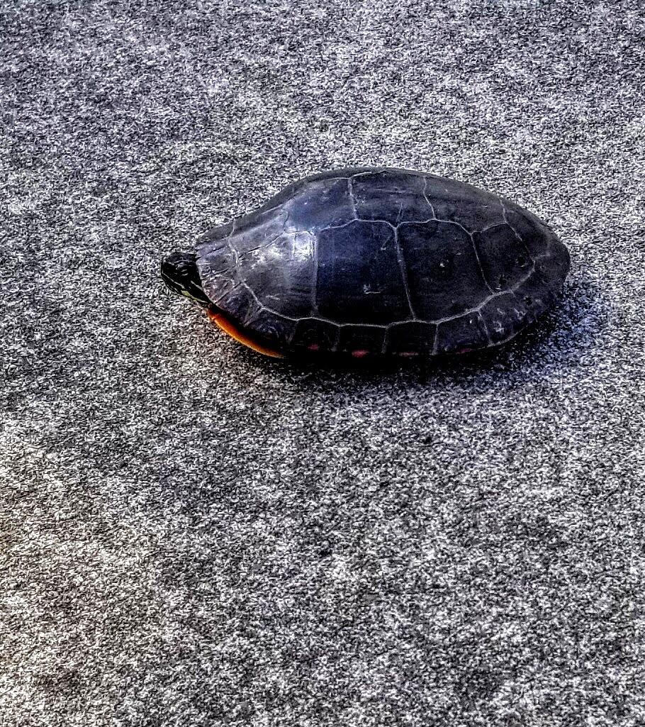 30170 Beeson Street Dowagiac, MI 49047 - Photo 42 of 60 20210323_125114~2