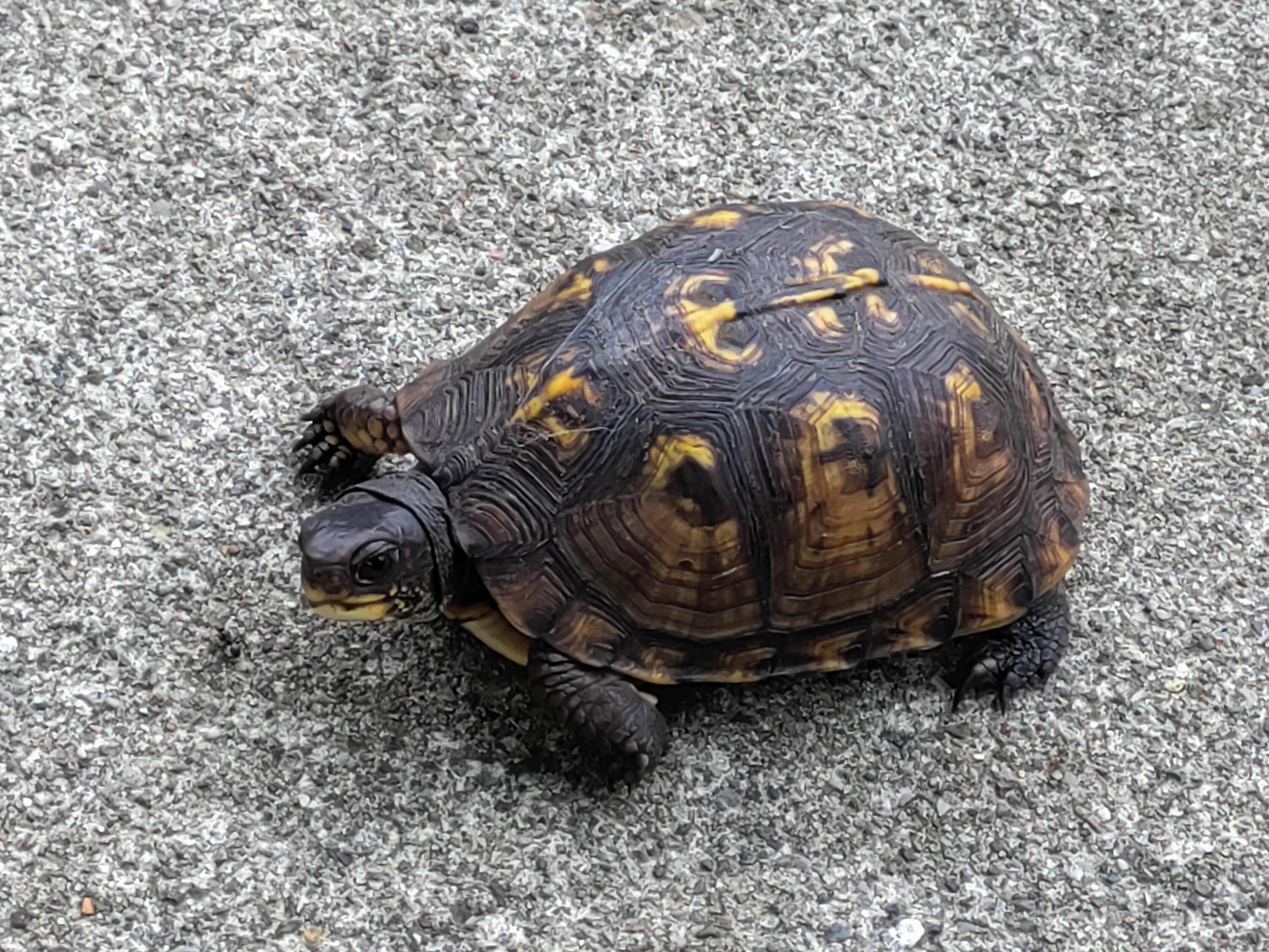 30170 Beeson Street Dowagiac, MI 49047 - Photo 43 of 60 IMG_20220825_143028