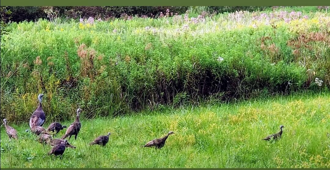 30170 Beeson Street Dowagiac, MI 49047 - Photo 44 of 60 Screenshot_20230904-145540