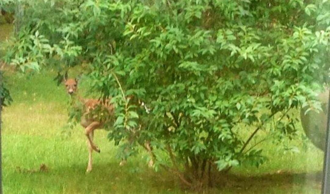 30170 Beeson Street Dowagiac, MI 49047 - Photo 45 of 60 Screenshot_20220601-110514