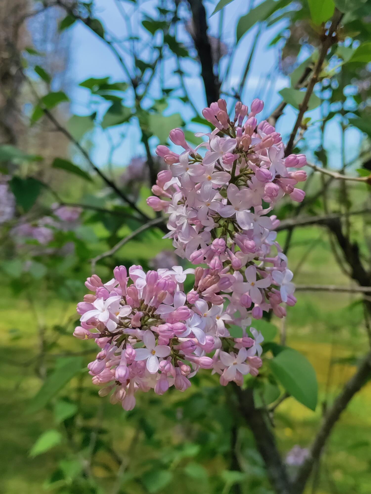30170 Beeson Street Dowagiac, MI 49047 - Photo 48 of 60 IMG_20220513_104109