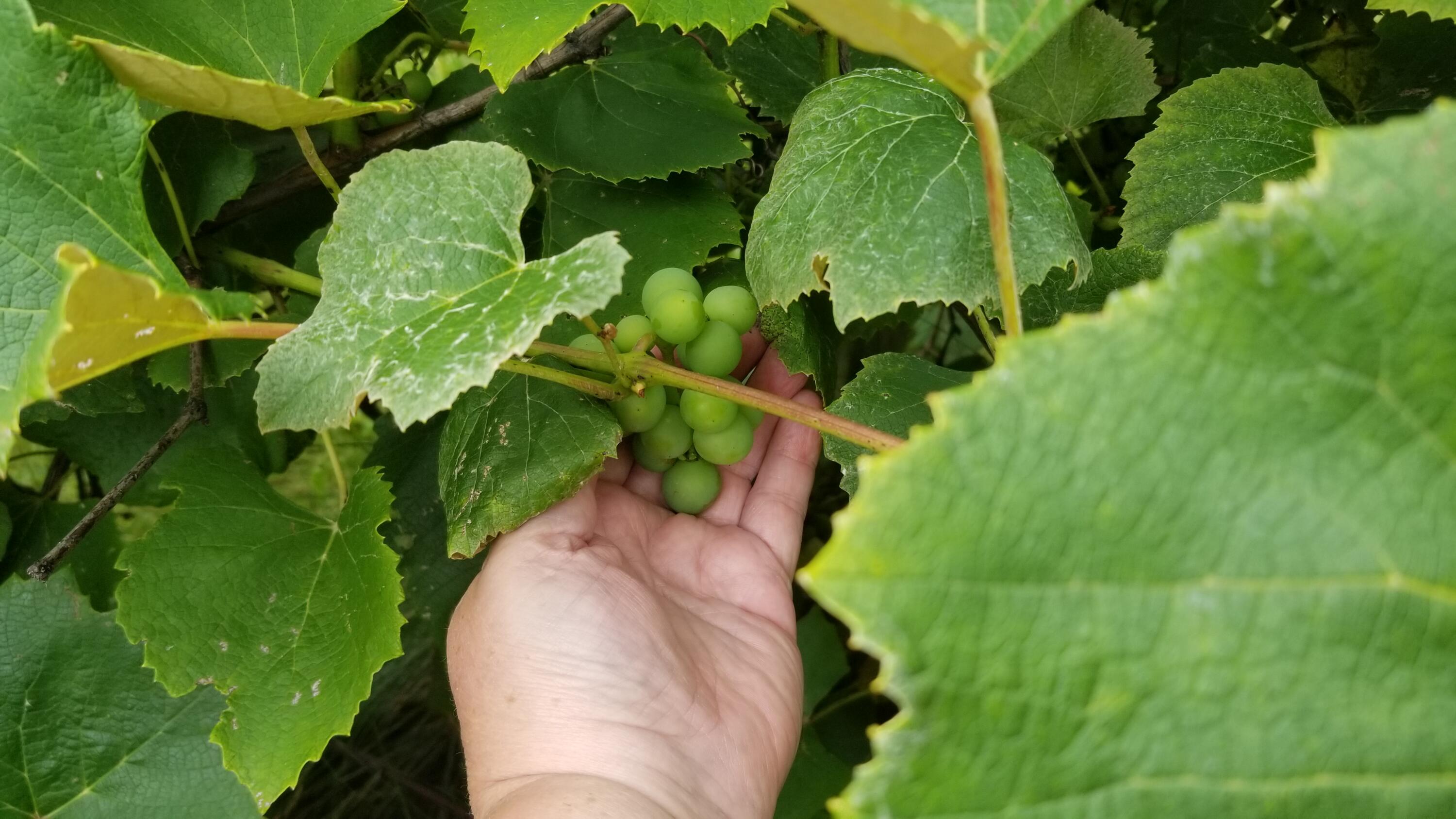 30170 Beeson Street Dowagiac, MI 49047 - Photo 50 of 60 20210722_142905