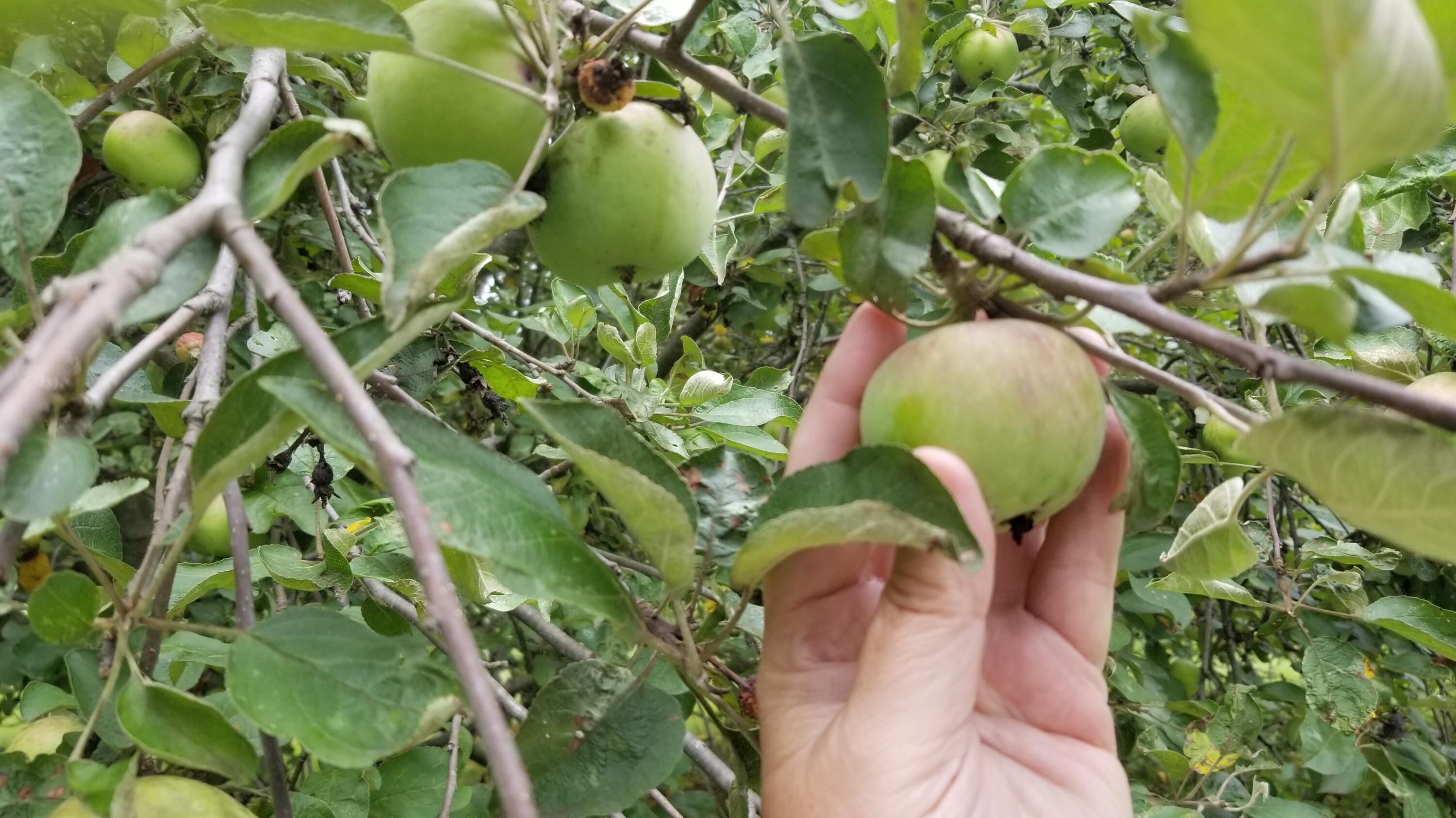 30170 Beeson Street Dowagiac, MI 49047 - Photo 51 of 60 20210722_142742