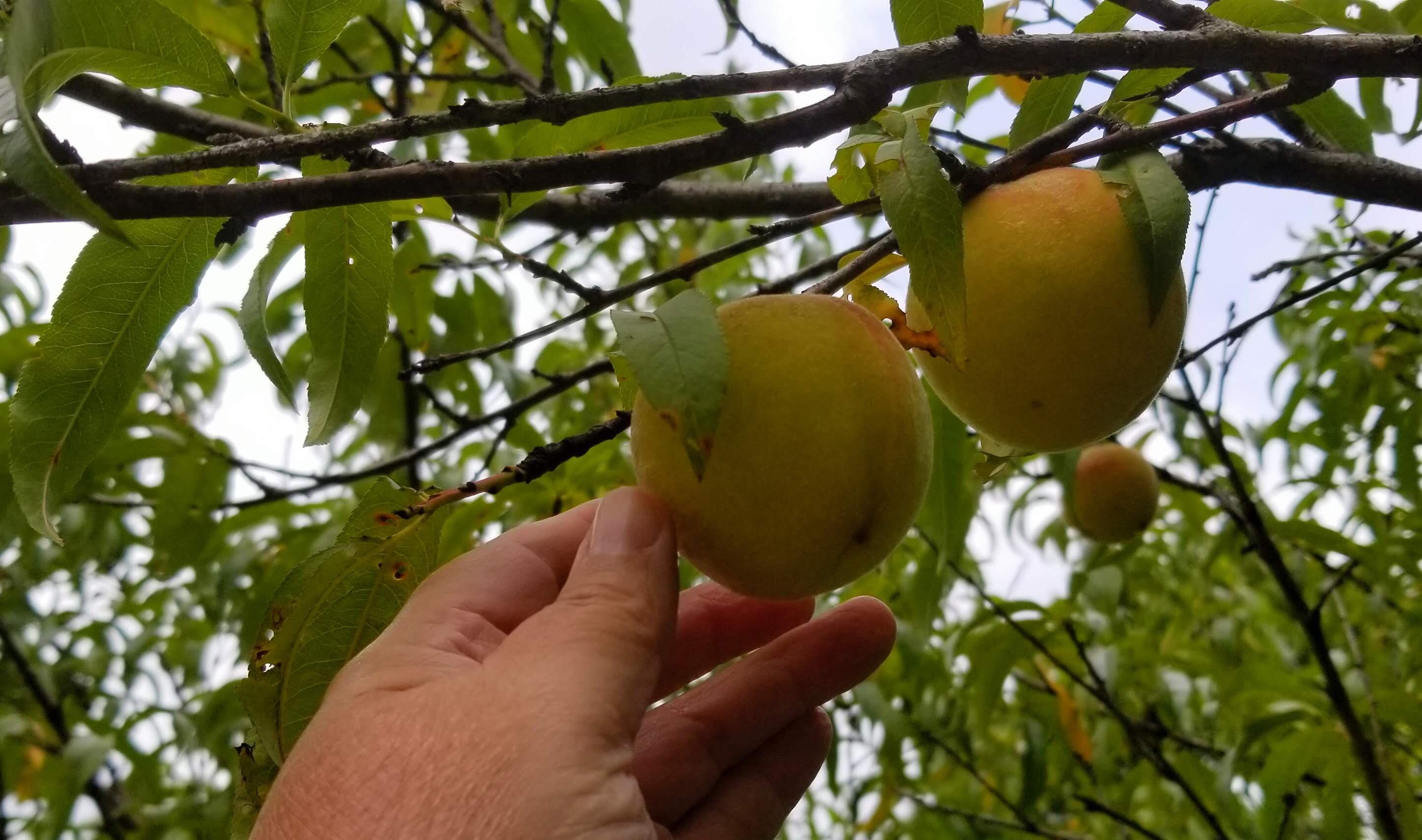 30170 Beeson Street Dowagiac, MI 49047 - Photo 52 of 60 20210722_142814~2