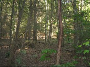 0 Paint Mountain Road, Unit 18 Greeneville, TN 37743 - Photo 3 of 13 Photo 3