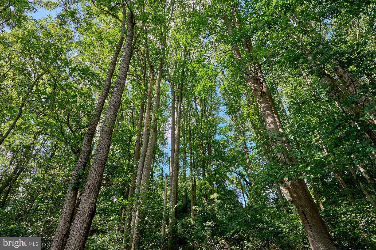31 Haviland Mill Road Brinklow, MD 20862 - Photo 15 of 114 Matures trees