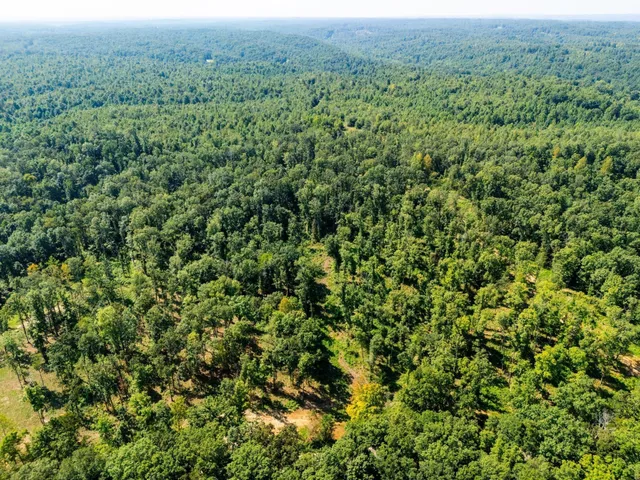 view of a lush green forest with trees in the background