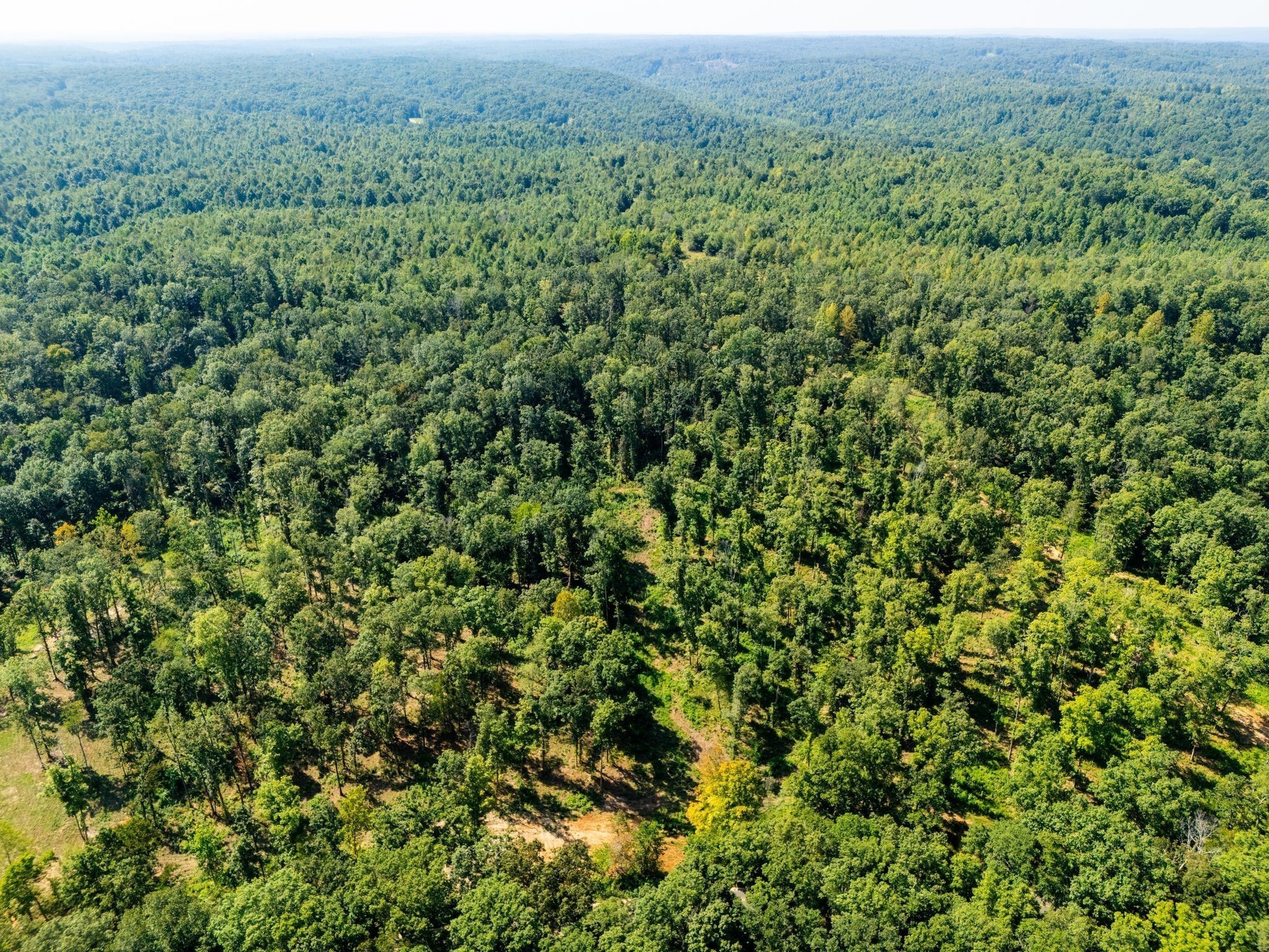 715 Dyer Road Hurricane Mills, TN 37078 - Photo 4 of 36 view of a lush green forest with trees in the background