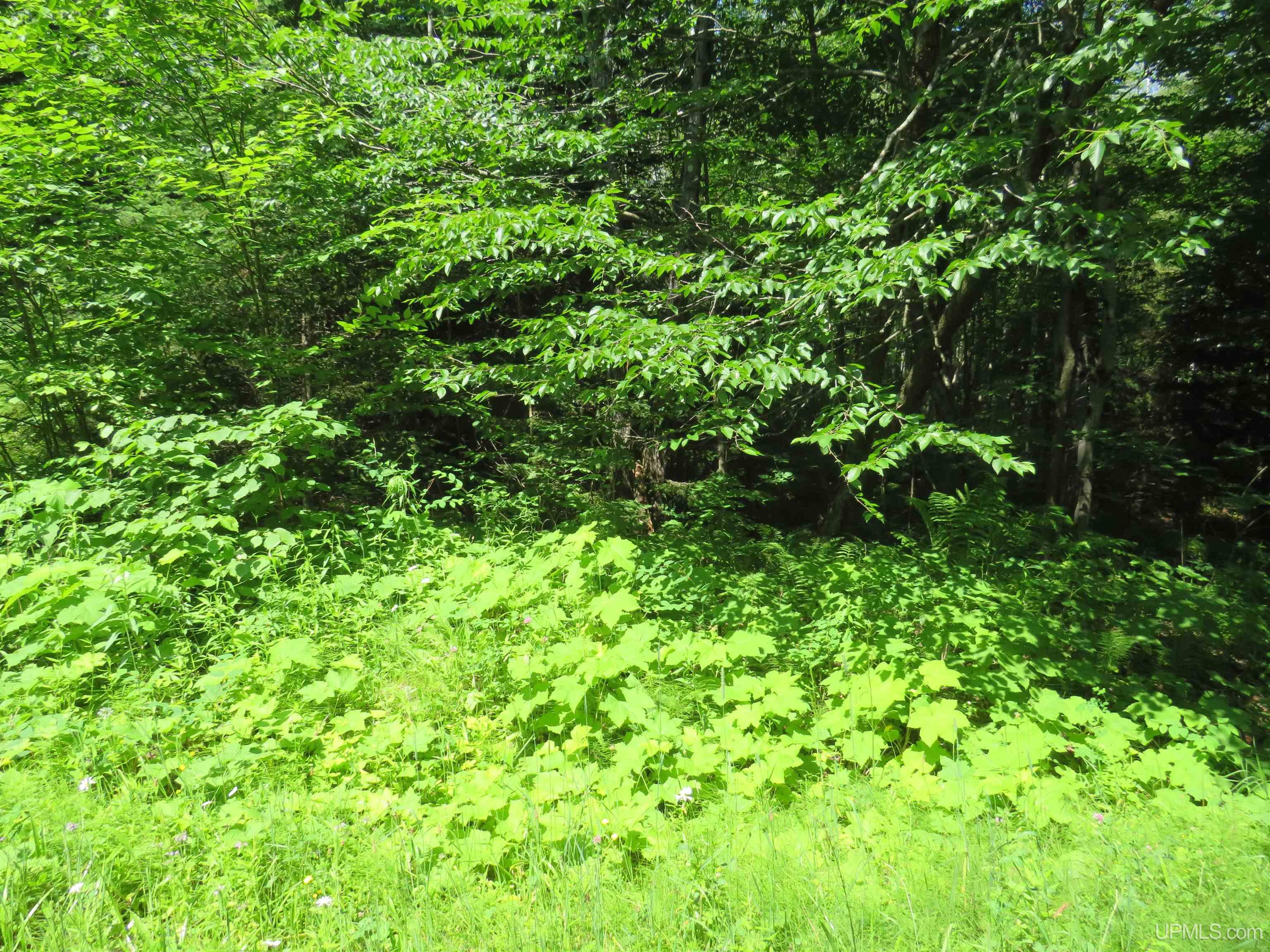 Tbd Curlew Road Ontonagon, MI 49953 - Photo 22 of 36