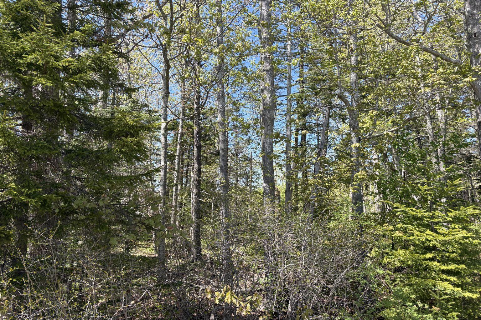 Lot 116010 Martin Point Road Friendship, ME 04547 - Photo 7 of 8 IMG_3546