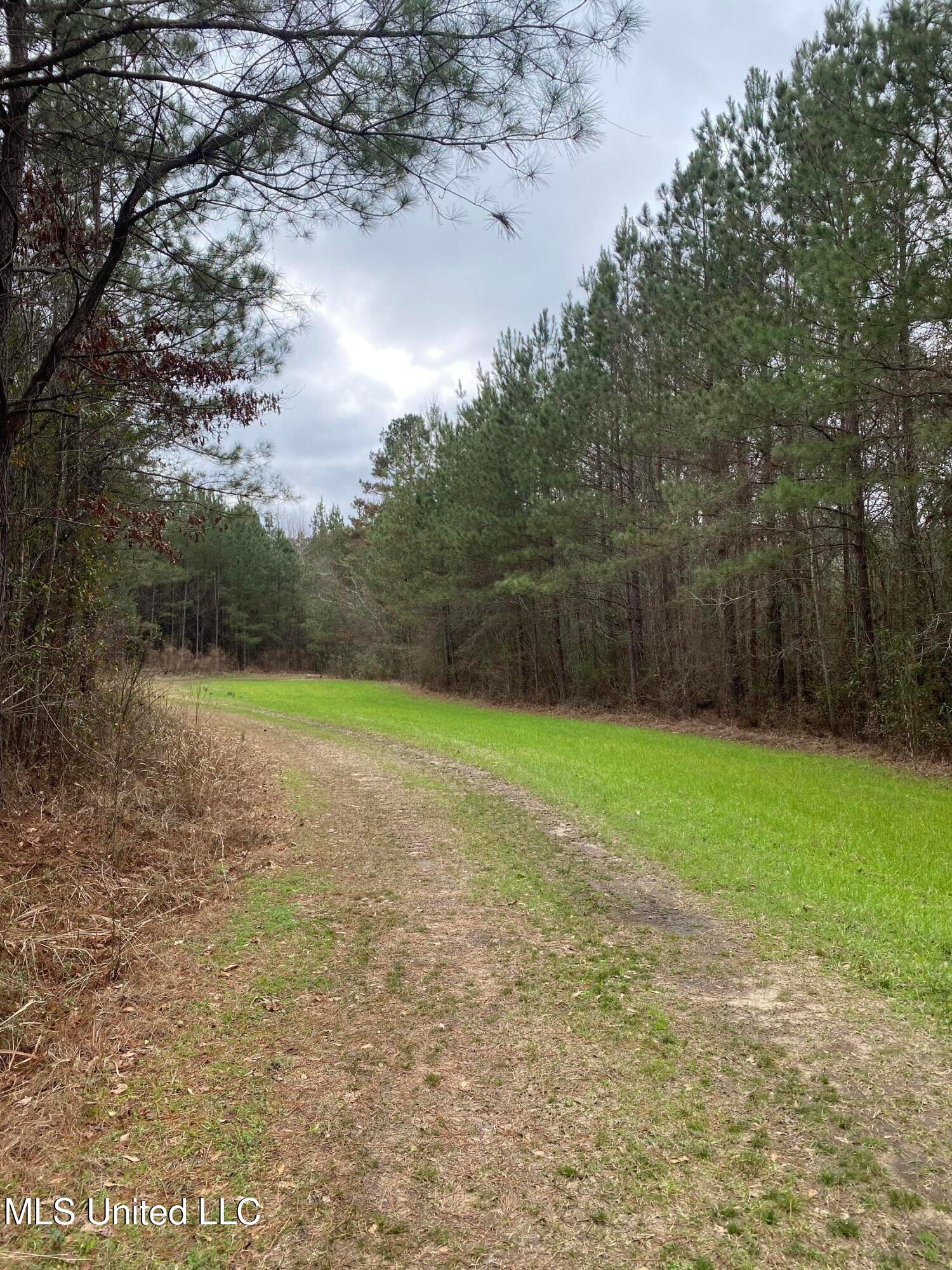 94-acres Everett Road Hickory, MS 39332 - Photo 10 of 43 20250401175826582616000000-9